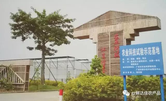 南沙农业生产丝瓜黄色网站