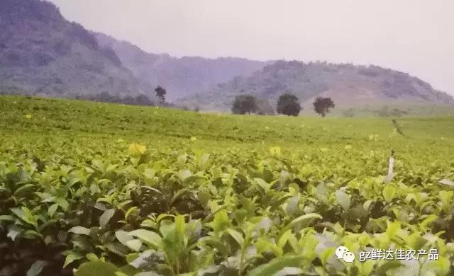 英德农业生产丝瓜黄色网站
